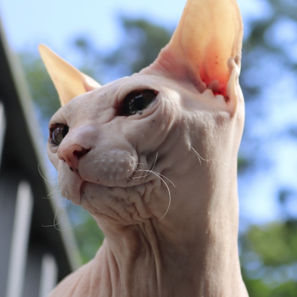 Hello - Picture 2 of 2